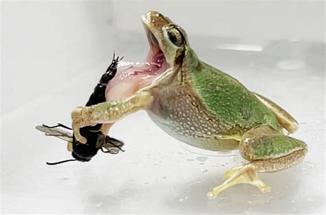 frog penises